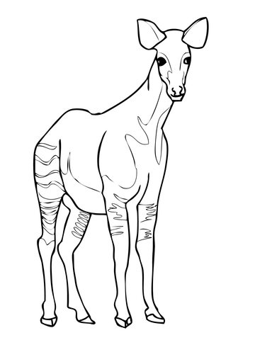 Okapi From Okapi Coloring Page